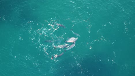 Drone-aerial-shot-school-of-dolphins-playing-and-splashing-Blue-Bay-Central-Coast-tourism-nature-NSW-Australia-4K