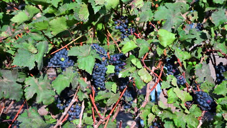 Close-up-shot-of-red-wine-grapes-between-the-leafs-in-the-vineyard-crop-ready-to-be-harvested