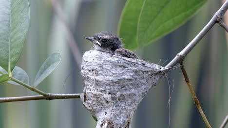 Close-up-Of-Juvenile-Malaysian-Pied-Fantail-Resting-In-Nest---static-shot