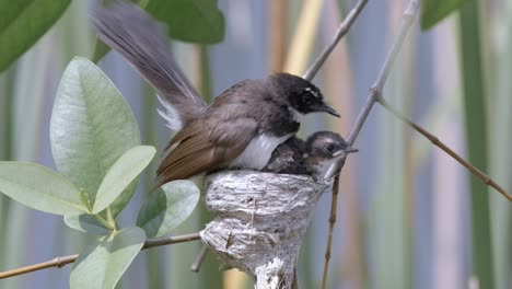 A-Mother-Bird-Of-Malaysian-Pied-Fantail-Teaching-Juvenile-How-To-Fly-Out-Of-The-Nest
