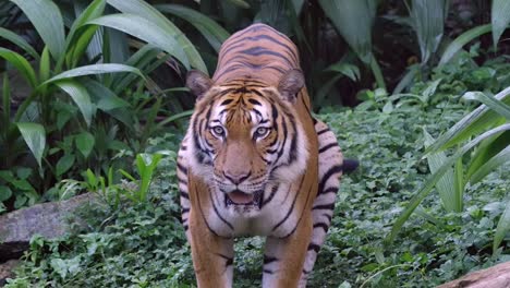 Malaiischer-Tiger,-Der-Seine-Zunge-Herausstreckt-Und-Direkt-In-Die-Kamera-Schaut
