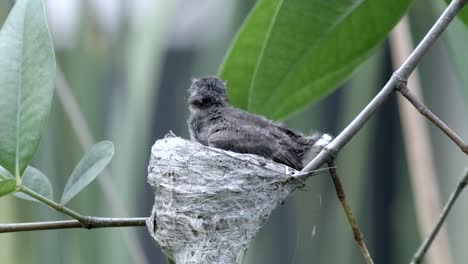 Ansicht-Des-Malaysischen-Rattenfantailjuvenilen,-Der-Seine-Flügel-Ausbreitet,-Während-Er-Im-Nest-Ist---Nahaufnahme