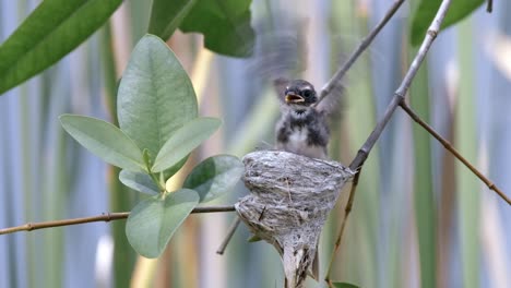 Flügge-Gewordener-Malaysischer-Rattenfantail-Im-Nest,-Der-Mit-Den-Flügeln-Schlägt