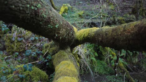 Fallen-tree-covered-in-moss-in-forest,-slow-motion-tracking-shot