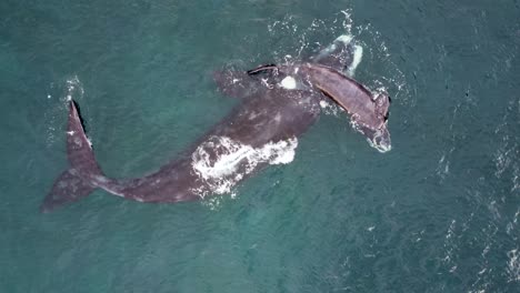 Drone-aerial-shot-of-Southern-Right-Whale-and-calf-swimming-and-cuddle-in-Pacific-Ocean-NSW-Central-Coast-Tourism-Animal-Terrigal-Australia-4K