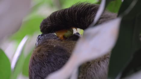 Hungry-Sloth-Hanging-On-A-Tree-Enjoying-Its-Food