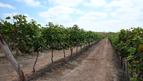 Panning-shot-of-a-plantation-in-an-Ecuadorian-vineyard-in-a-sunny-day