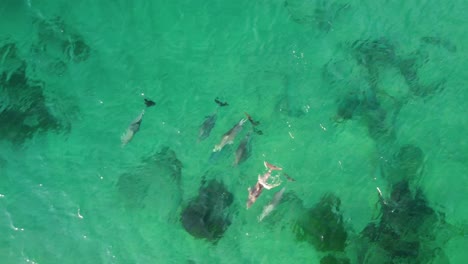 Drone-aerial-view-dolphin-pack-pod-lurking-in-ocean-channel-Central-Coast-tourism-nature-Forresters-Beach-NSW-Australia-4K