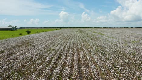 Drone-flyover-a-Texas-cotton-field-in-slow-motion-during-a-beautiful-summer-day-with-clouds-and-a-blue-sky