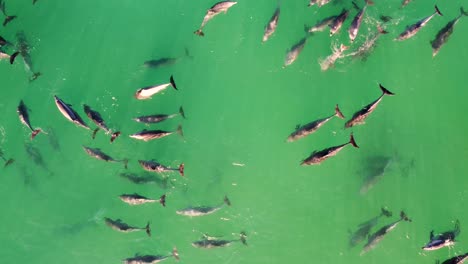 Drohnen-Luftaufnahme-Einer-Riesigen-Delfinschote,-Die-In-Shelly-Beach-Pacific-Ocean-Central-Coast-Tourism-NSW-Australia-4k-Schwimmt