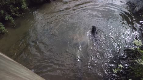 Medium-sized-black-dog-runs-and-jumps-into-river-for-ball,-swims-back