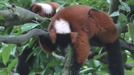 Red-Ruffed-Lemur-Resting-On-Tree-Branch-In-The-Forest