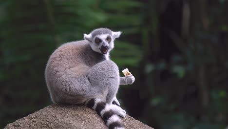 Endangered-Ring-tailed-Lemur-Feeding-While-Sitting-On-Boulder
