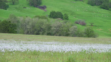Camera-pan-wildflower-meadow,-camas-flowers