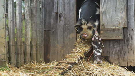 Pigs-follow-mom-walking-out-of-barn