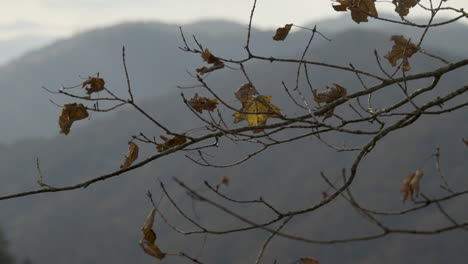 Camera-pan-across-fall-maple-branch-with-mountains-in-the-background