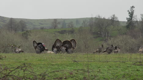 Male-wild-turkeys-displaying-tail-feathers-in-open-pasture-farmland