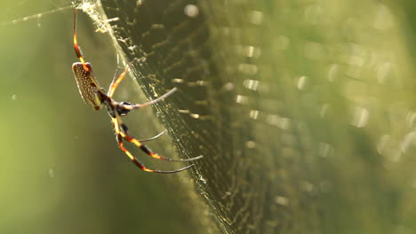 Rack-focus-of-big-and-beautiful-golden-silk-spider,-golden-hour