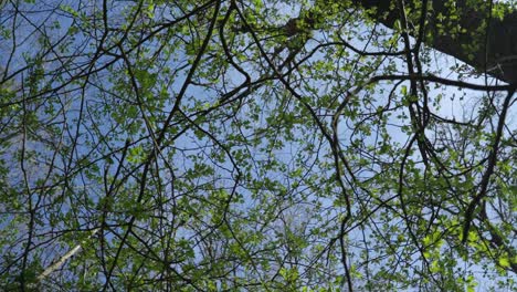 Forest-tree-canopy-with-leaves-against-clear-blue-sky,-slowly-spinning
