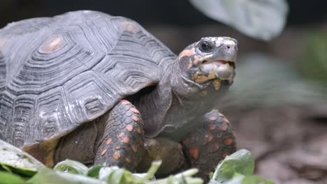 Portrait-Of-An-African-Spurred-Tortoise-Eating-Green-Foliage