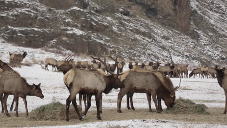Wild-elk-grazing-at-feed-station