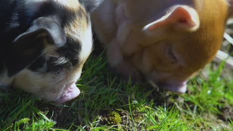 Close-up-of-baby-pigs-eating-plants