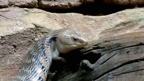 Tiliqua-Scincoides,-Blue-tongued-Skink-Sticking-Its-Tongue-Out