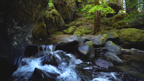 Scenic-creek-flowing-through-lush-forest-in-pacific-northwest