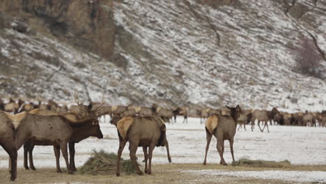 Wild-elk-grazing-and-interacting-at-feed-station