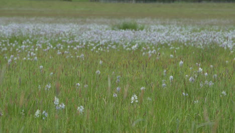 Medium-pan-of-field-of-flower-meadow,-camas-flowers