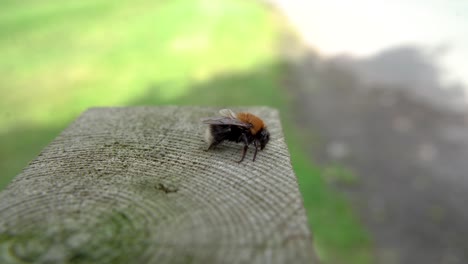Close-up-shot-of-Bumble-Bee-sat-on-Wooden-Fence-Post