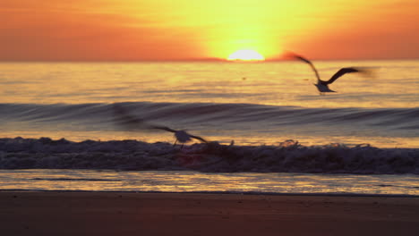 Sunrise-over-the-ocean,-seagulls-take-flight