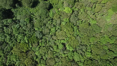 Aerial-view-forest-treetops,-trees-with-dense-green-leaves