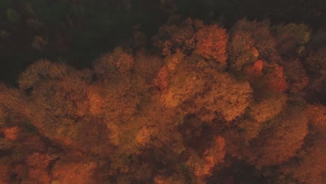 Sonnenuntergangslicht-Beleuchtete-Bunte-Bäume-An-Einem-Sonnigen-Herbstabend-1