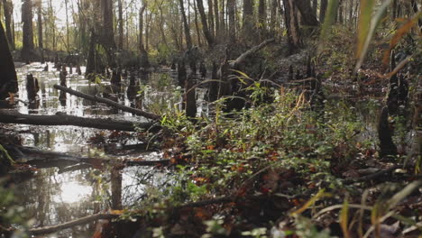 Wide-angle-pan-through-cypress-swamp