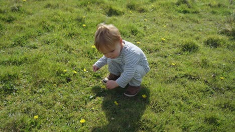 Toddler-boy-picks-yellow-dandelion-flowers-in-field-on-sunny-day