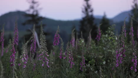 Wildflowers-blooming-in-the-mountains,-camera-pan