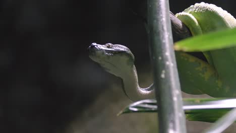 Serpiente-Pitón-De-árbol-Verde-Colgando-De-Una-Rama-En-El-Fondo-Del-Bokeh