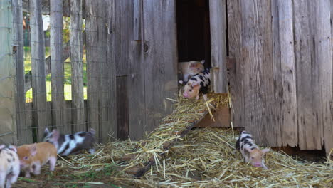 Clumsy-baby-pigs-follow-mom-out-of-pigsty