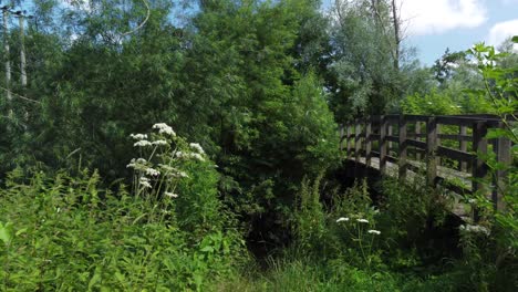 Langsames-Schwenken-Zur-Holzbrücke-über-Den-Fluss-Im-Sommer-Inmitten-Von-Grün