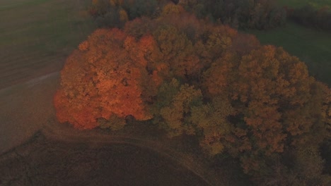 Sonnenuntergangslicht-Beleuchtete-Bunte-Bäume-An-Einem-Sonnigen-Herbstabend