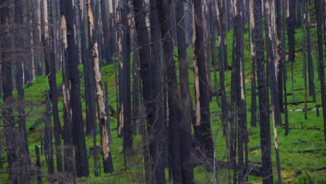Camera-pans-through-burnt-up-trees-and-lush-green-regrowth-after-devastating-wildfire