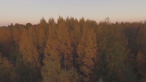 Mehrfarbiger-Wald-Am-Herbstabend