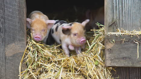 Medium-close-shot-of-baby-pigs-looking-outside-from-their-cozy-barn