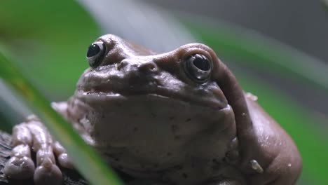 Extreme-Closeup-Of-Dumpy-Tree-Frog-Against-Bokeh-Foliage