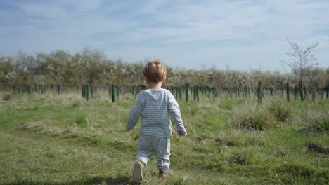 Toddler-boy-walks-through-field-along-young-trees-on-sunny-day