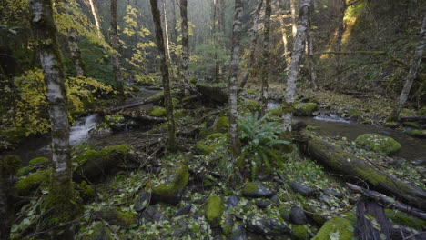 Camera-moves-over-lush-mountain-stream-in-pacific-northwest-forest