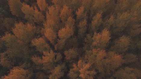 Multicolored-Deciduous-Tree-Tops-in-the-Autumn-Evening-2