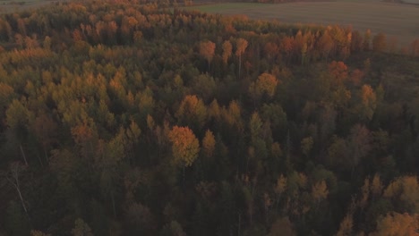 Mehrfarbiger-Wald-Am-Herbstabend-1