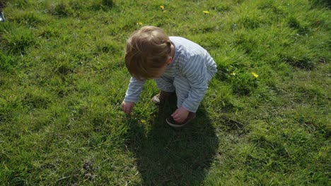 Toddler-boy-walks-in-field-picks-yellow-flowers-on-sunny-day